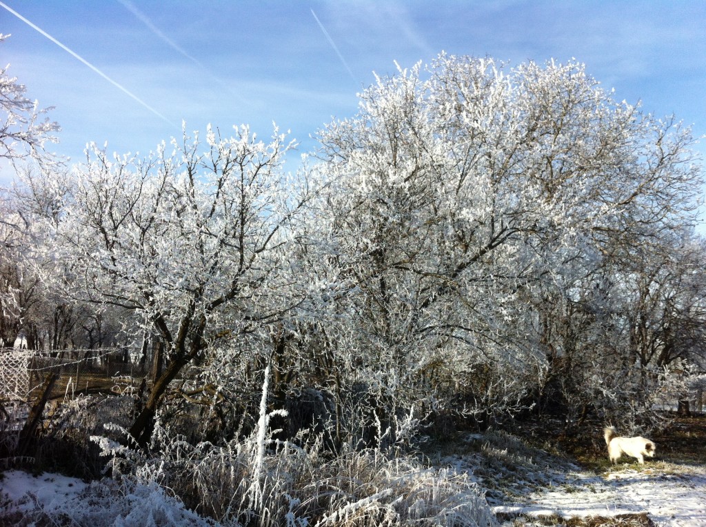 Blossoming Trees in Transylvania