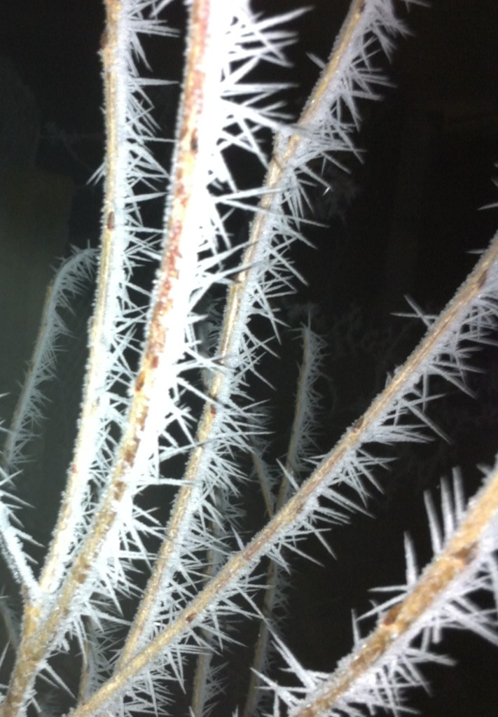 Ice Flowers in Transylvania