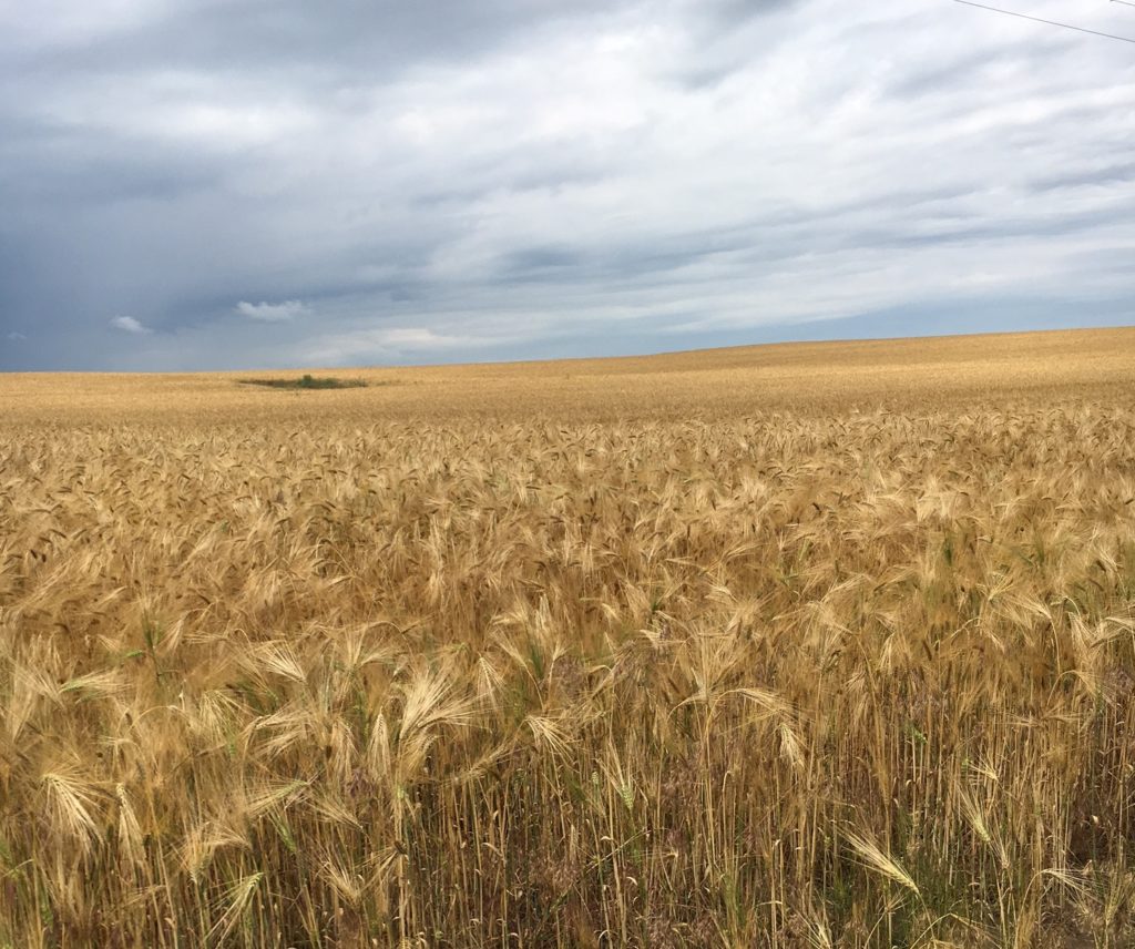 Golden is just one of the many colors that match the blue skies in Dobrogea. Source: BD