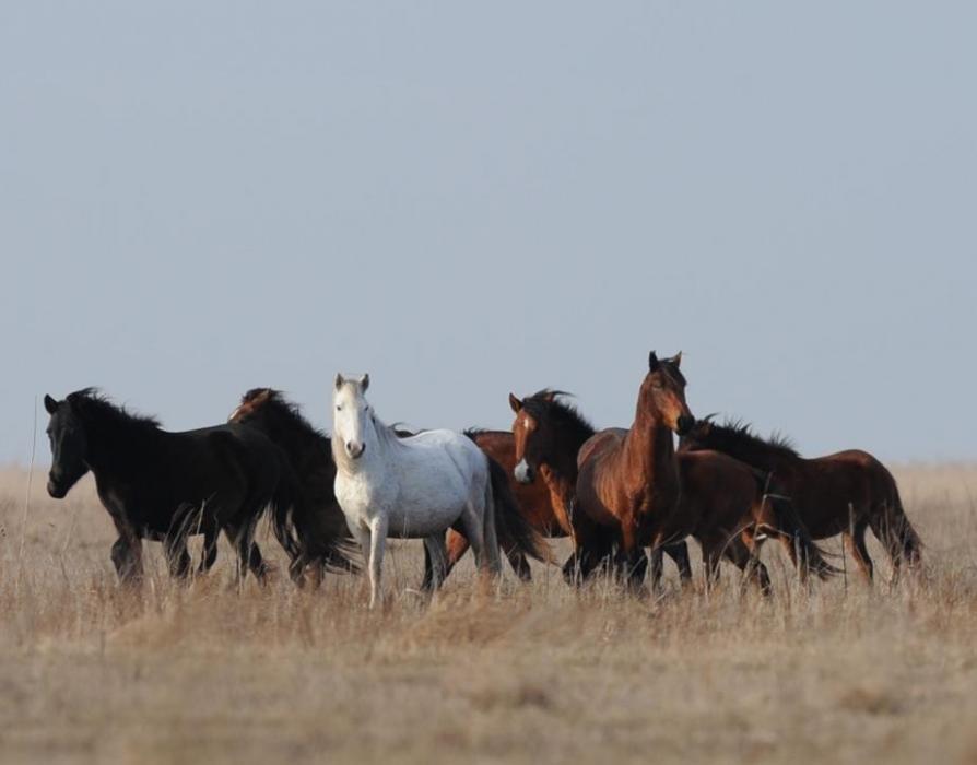 Source: http://www.four-paws.org.uk/projects/horses-2/the-horses-of-letea-master-the-winter/ 