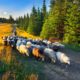 Carpathian Mountains