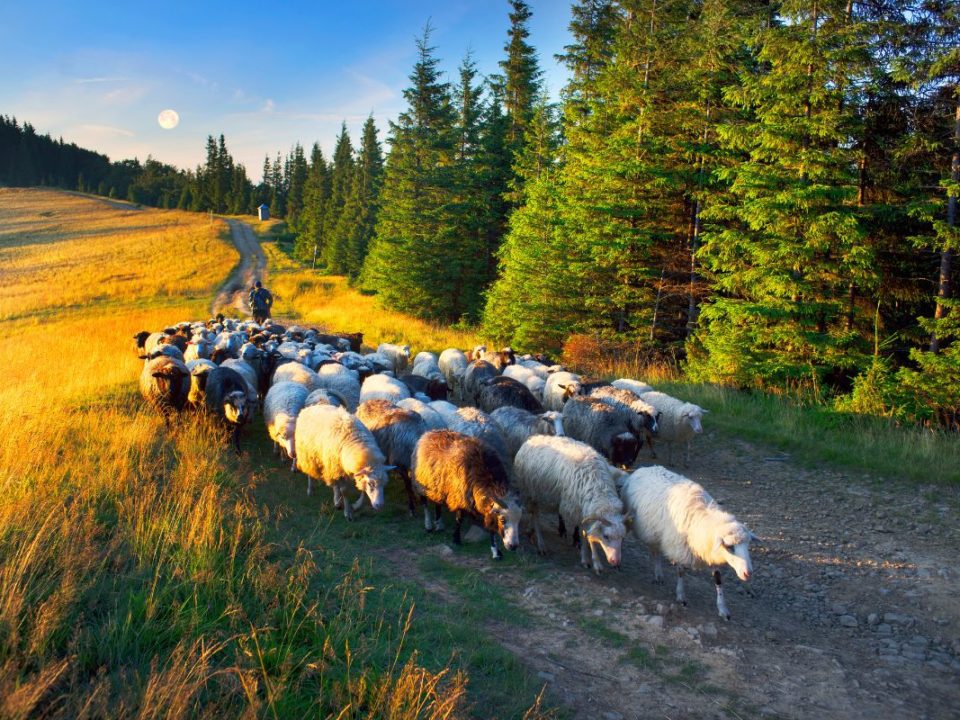 Carpathian Mountains