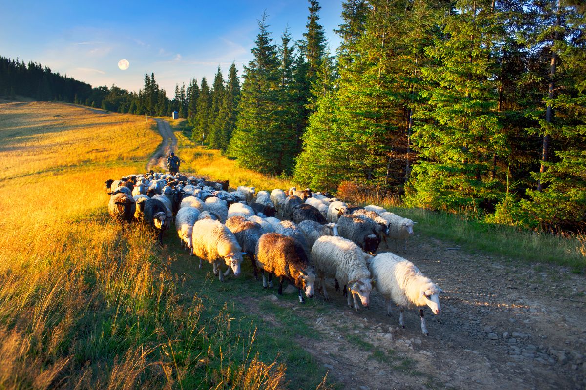Carpathian Mountains