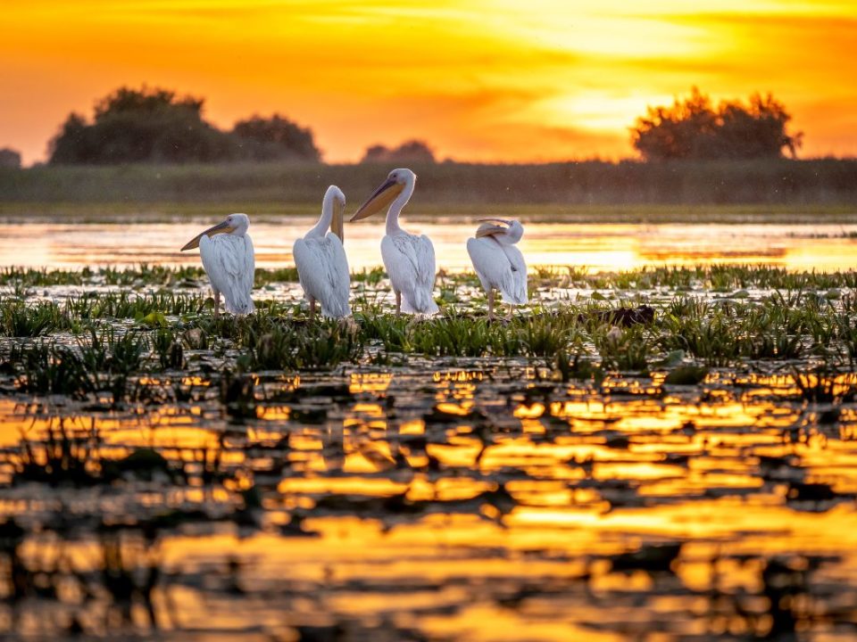 Wild Danube Delta