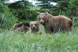 Brown bears in Romania