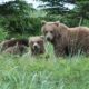 Brown bears in Romania