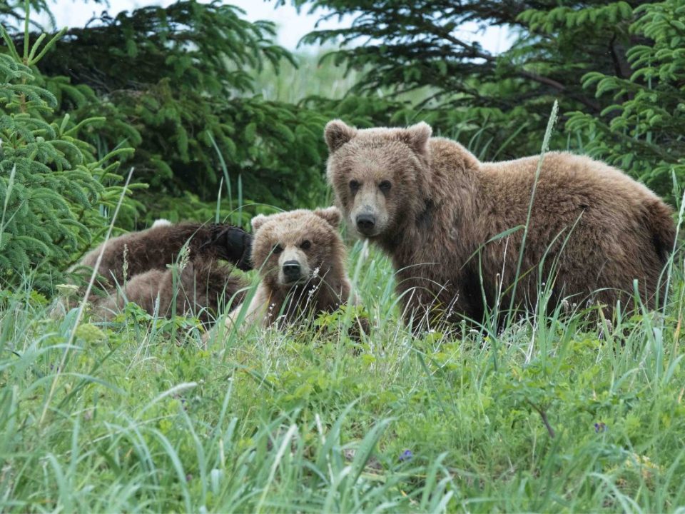 Brown bears in Romania