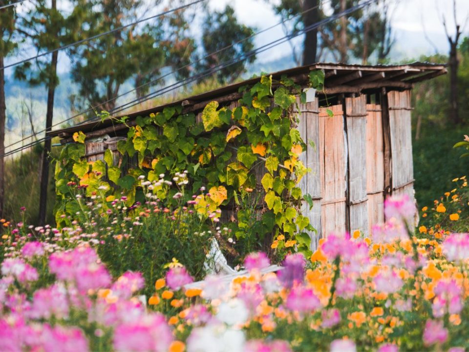 Spring in Romania