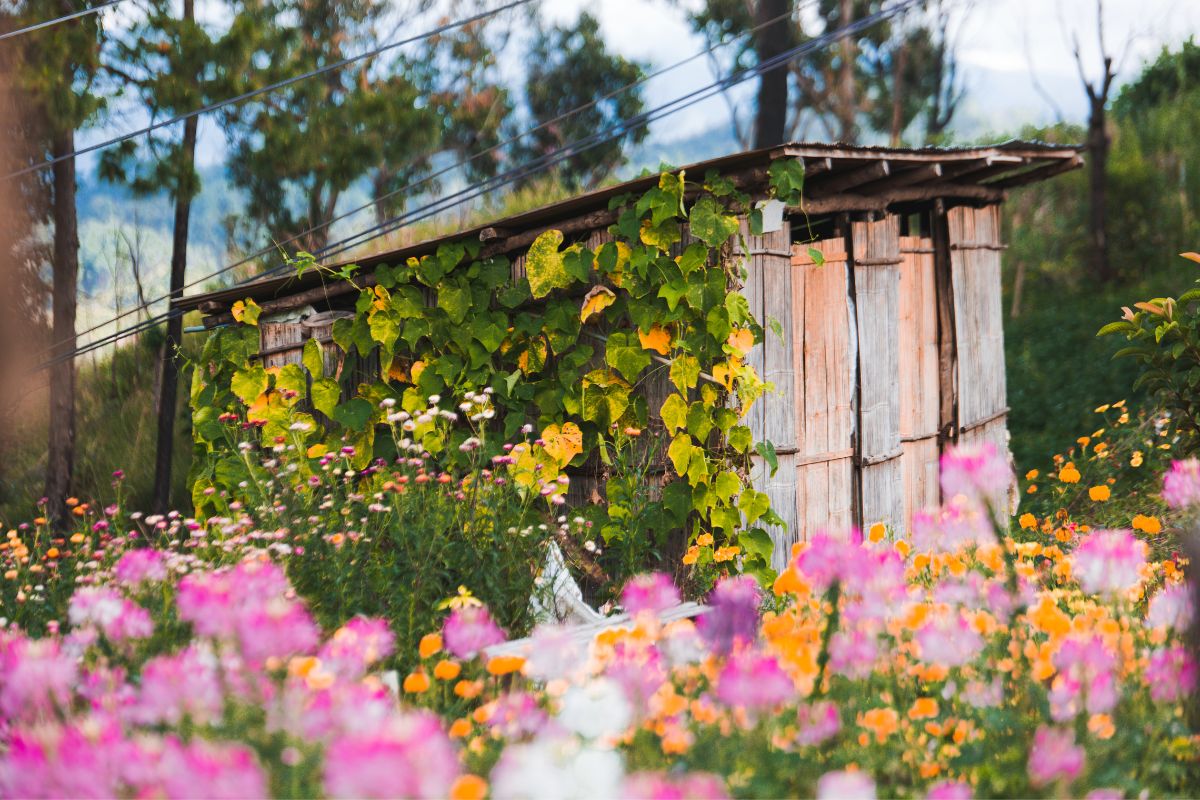 Spring in Romania