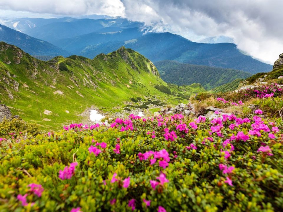 Romania in full bloom