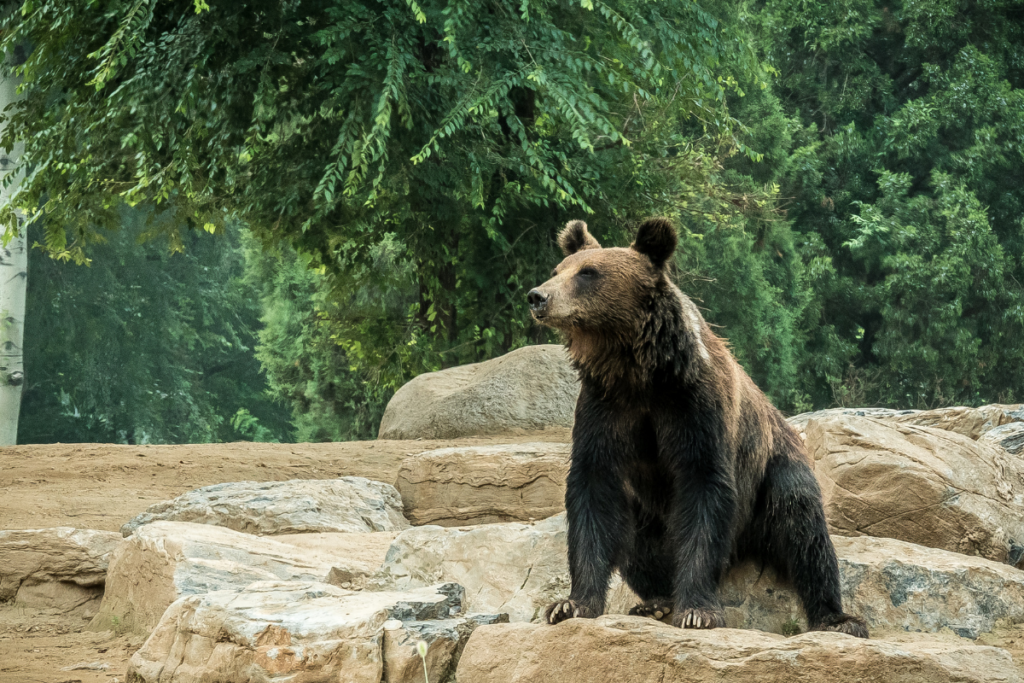 Romania is home to half of the brown bear population in Europe