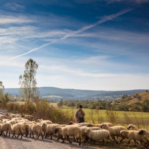 Shepard in Romania