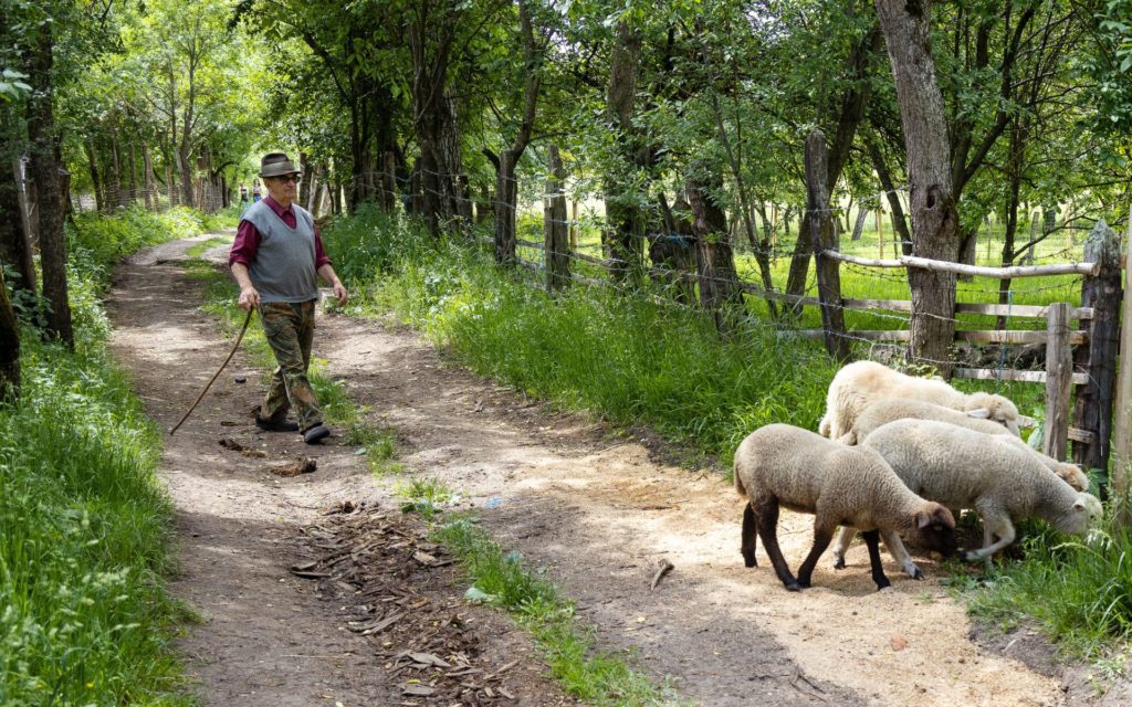 Shepard out on the pasture with the flock of sheep in Viscri Transylvania