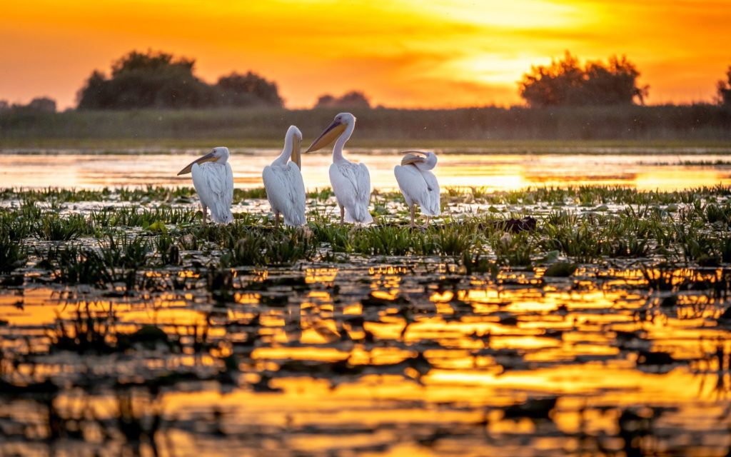 The Danube Delta is one of the most unique places to see in Romania