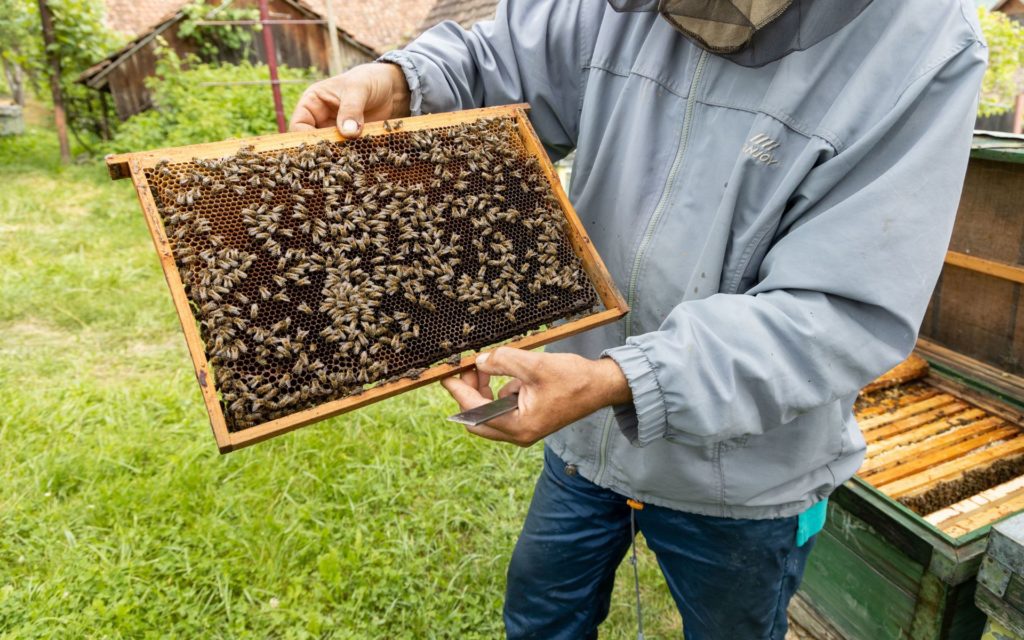 Visit the local beekeeper in Viscri - Tatae Nae. Photo: Andreea Macri