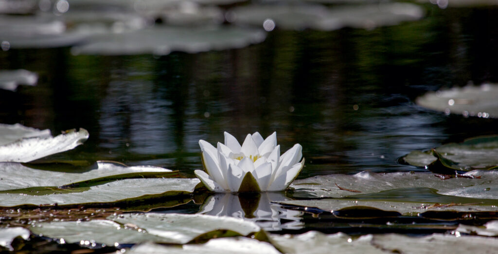Danube Delta - Waterlily 
