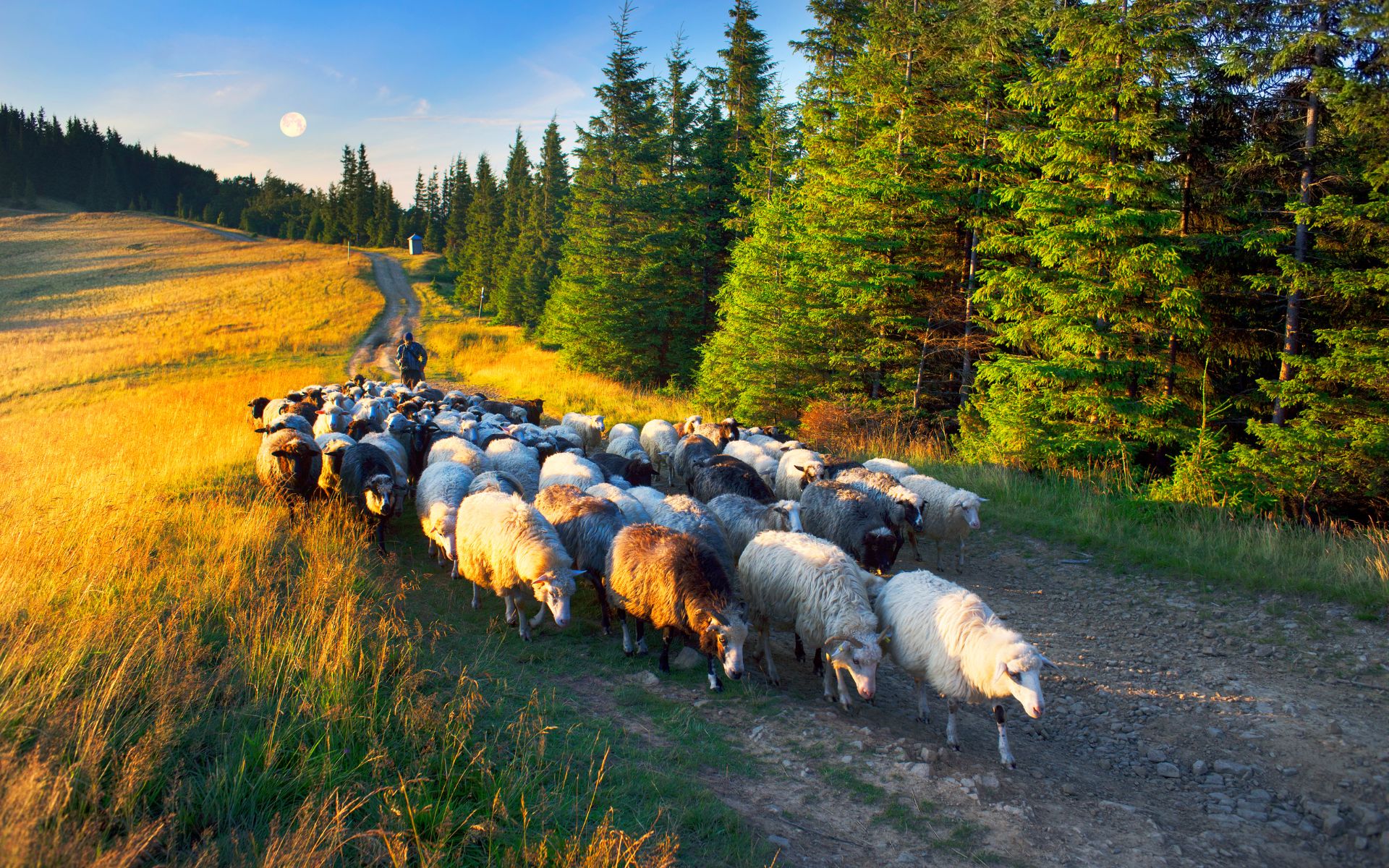 Discover Romania