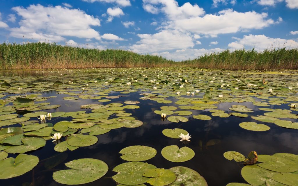 Discover the Danube Delta in Dobrogea - Romania