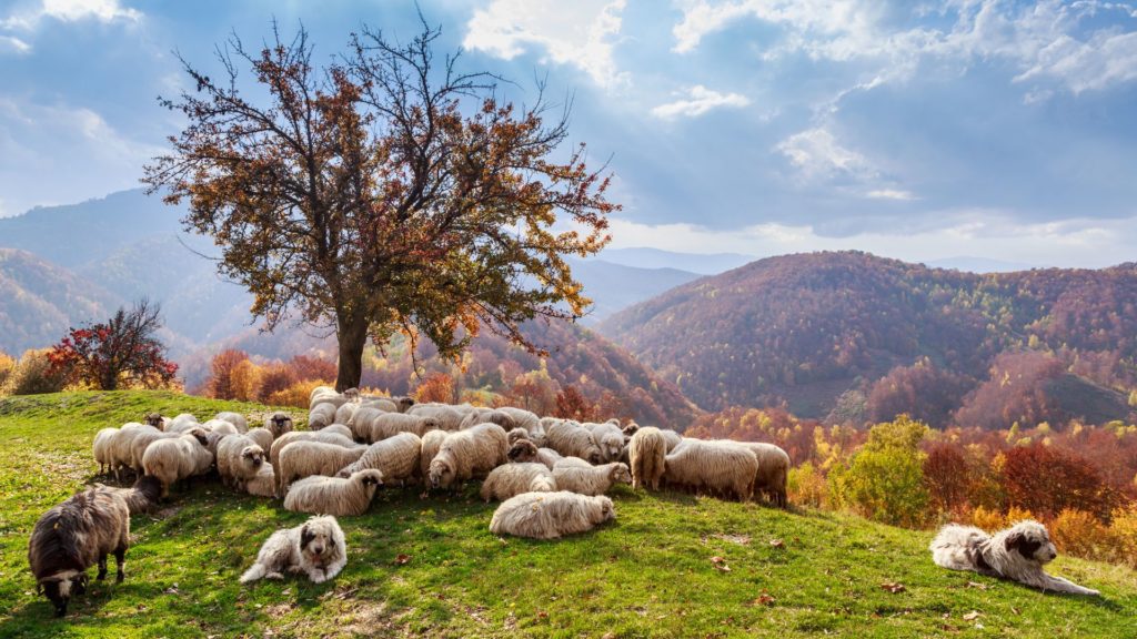 activities to do in Romania during fall