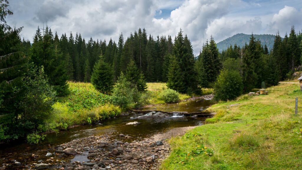 River and forrest landscape in the Apuseni Mountains